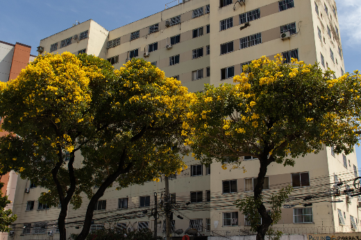 Os novos compostos foram inspirados em moléculas que são facilmente isoladas do cerne dos ipês (Foto: Álvaro Graça Jr. - UFC)