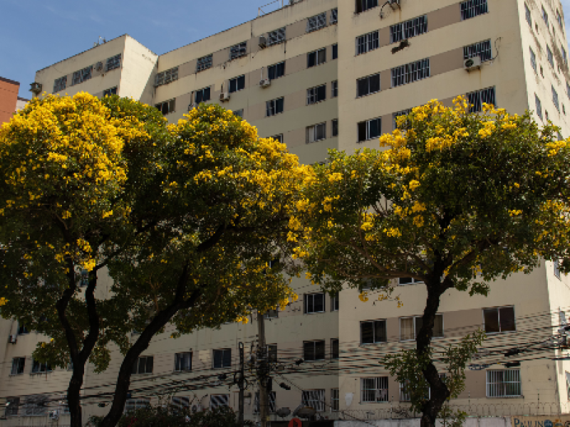 Os novos compostos foram inspirados em moléculas que são facilmente isoladas do cerne dos ipês (Foto: Álvaro Graça Jr. - UFC)