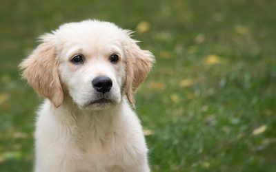 golden-retriever-4390884_1280