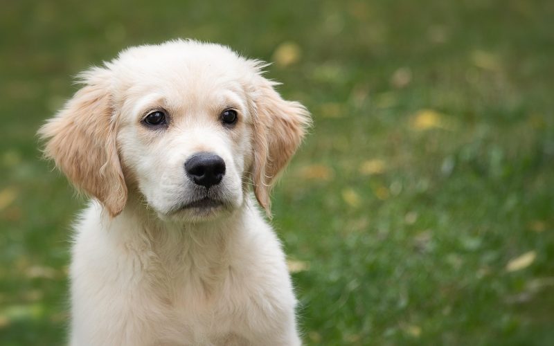 golden-retriever-4390884_1280