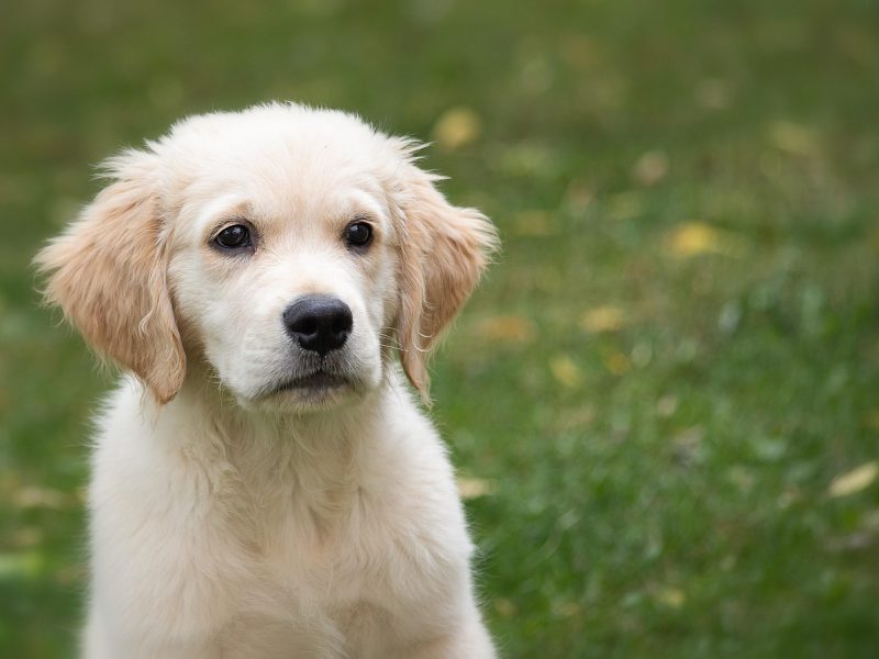 golden-retriever-4390884_1280